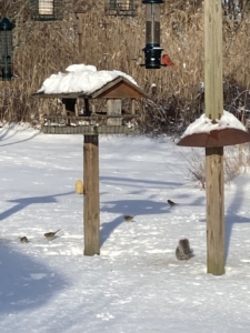 Winter bird feeders - snow