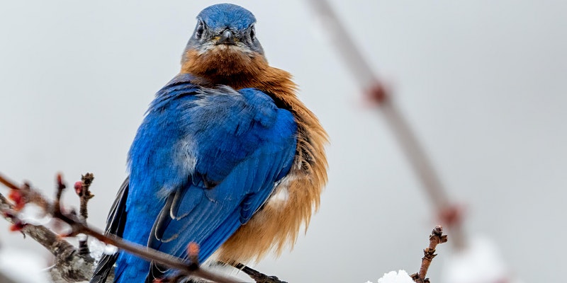 Blue Bird