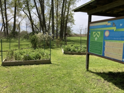 Pollinator Garden 2