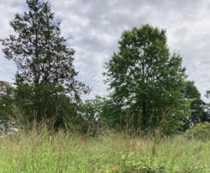 Field Trees
