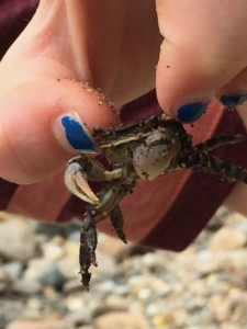 Crab in child's hand