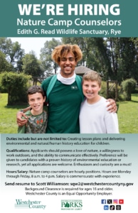 Camp Counselors needed