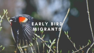 Early Bird Migrants